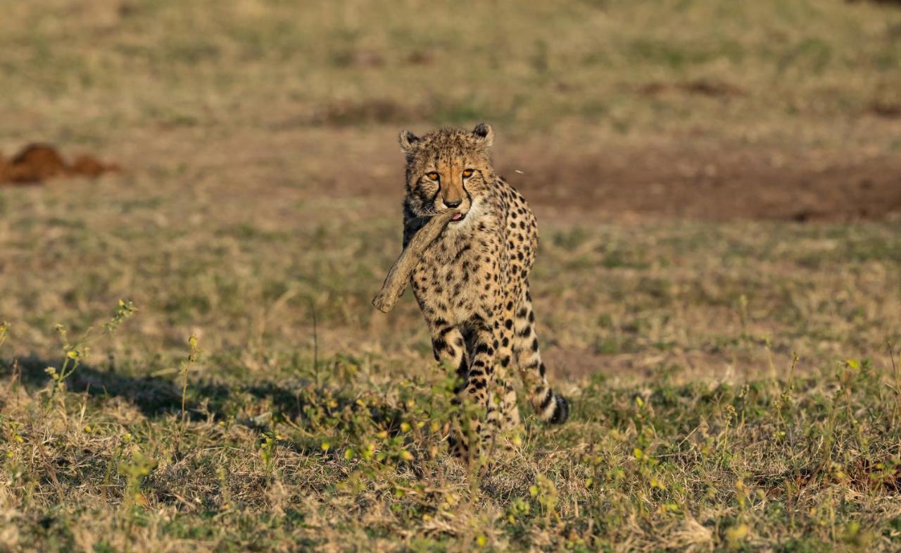 Nedile Lodge Welgevonden Game Reserve Exterior photo