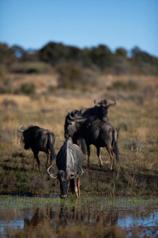 Nedile Lodge Welgevonden Game Reserve Exterior photo
