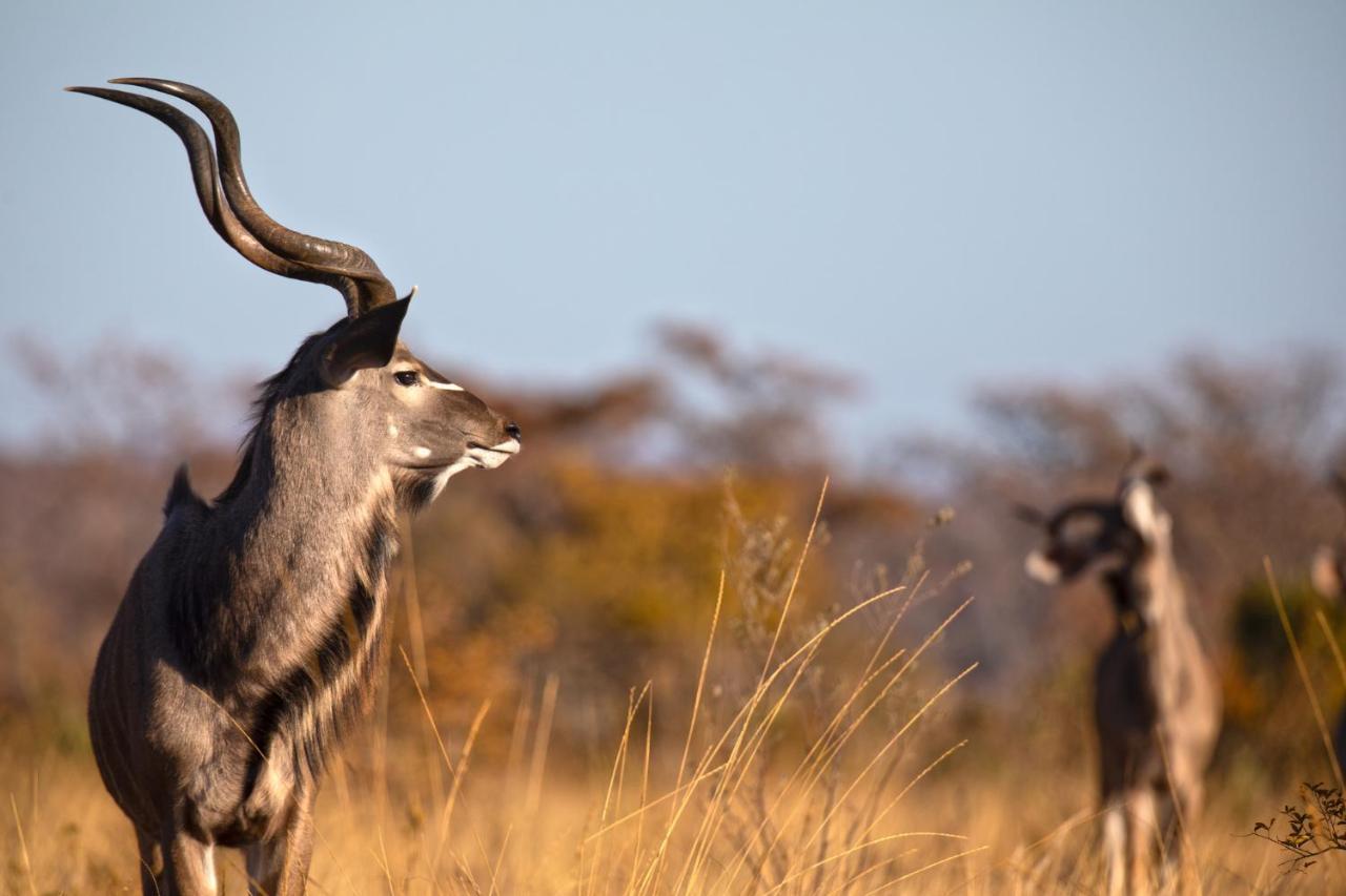 Nedile Lodge Welgevonden Game Reserve Exterior photo