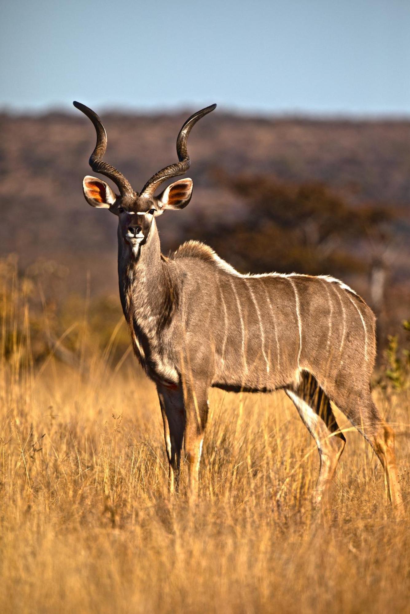 Nedile Lodge Welgevonden Game Reserve Exterior photo