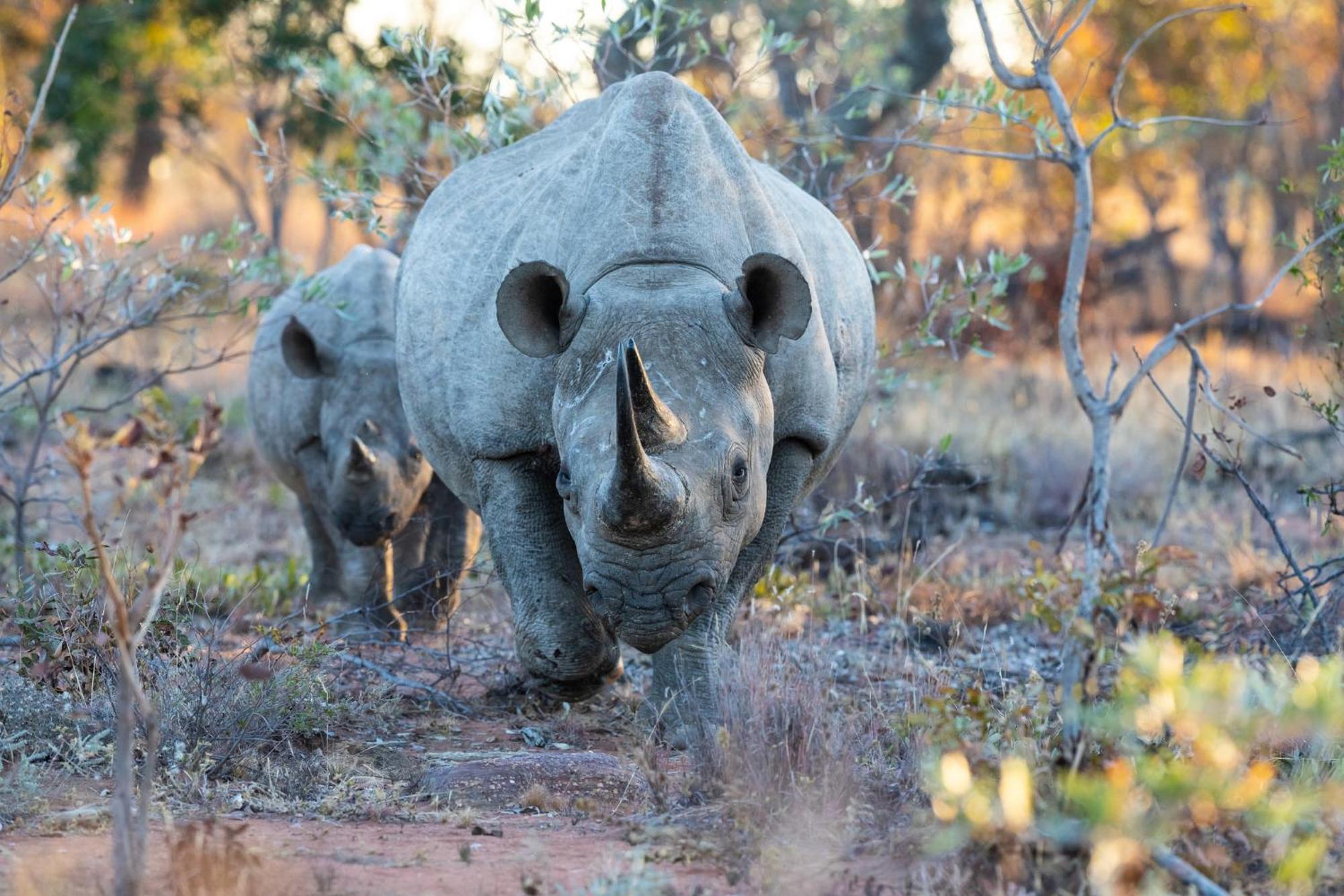 Nedile Lodge Welgevonden Game Reserve Exterior photo